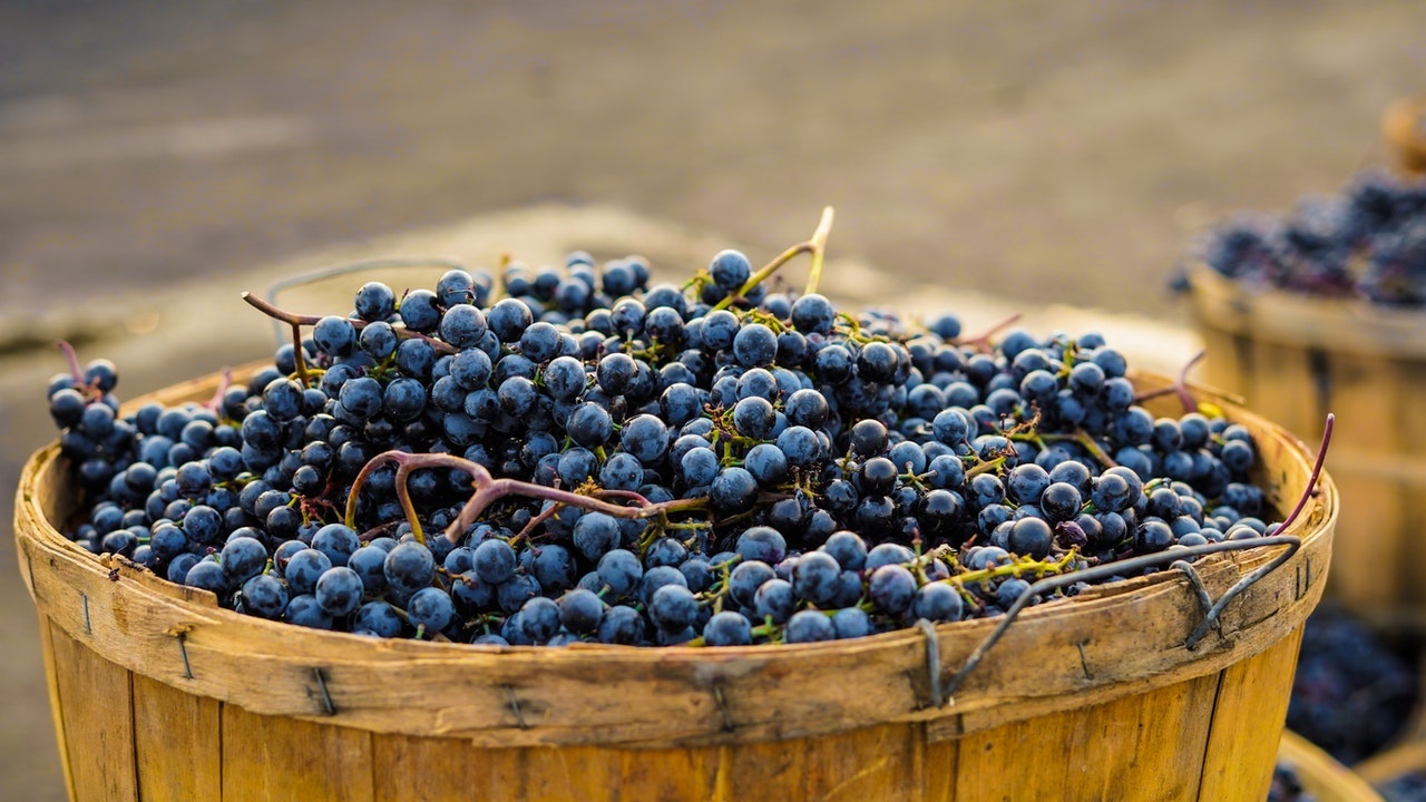 Blauwe druiven na de oogst